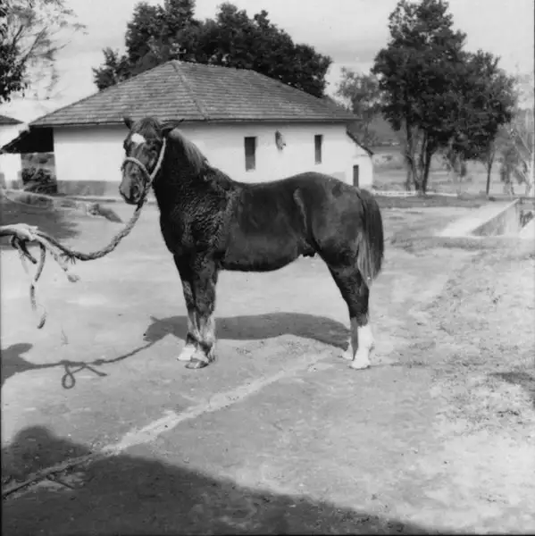 Foto 16: Cavalo Bretão em Pouso Alegre (MG)