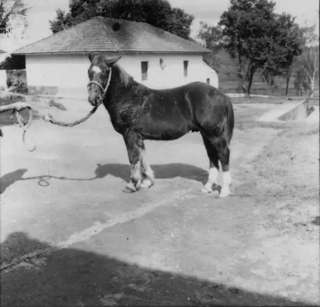 Foto 17: Cavalo Bretão em Pouso Alegre (MG)