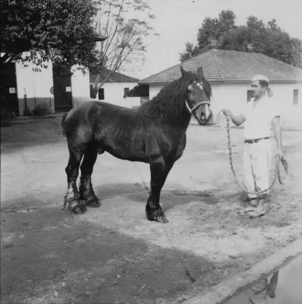 Foto 18: Cavalo Bretão em Pouso Alegre (MG)