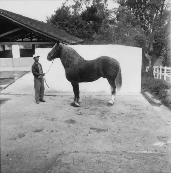Foto 21: Cavalo Bretão em Pouso Alegre (MG)