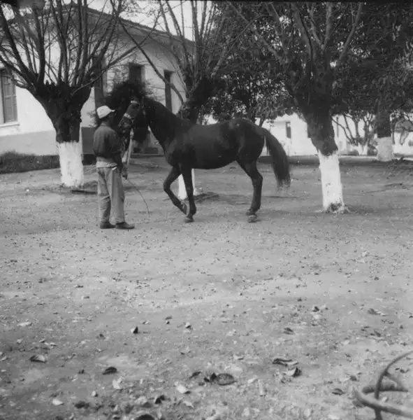 Foto 30: Cavalo de raça inglesa em Pouso Alegre (MG)