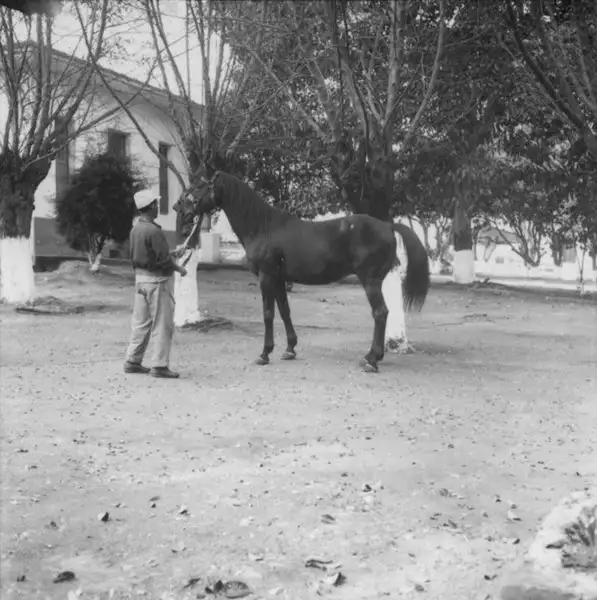 Foto 31: Cavalo de raça inglesa em Pouso Alegre (MG)