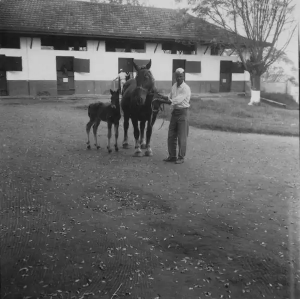 Foto 34: Cavalos puro sangue inglês em Pouso Alegre (MG)