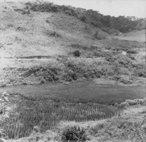 Foto 6: Plantação de arroz no caminho de Rio Casca (MG)