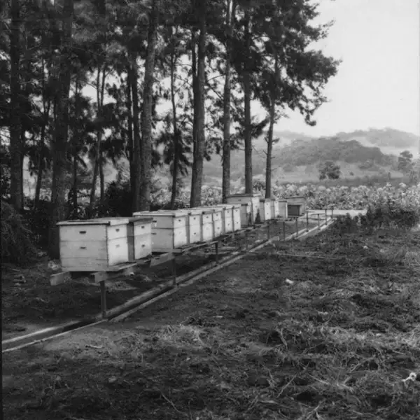 Foto 6: Cortiços de abelhas na Fazenda Experimental (MG)