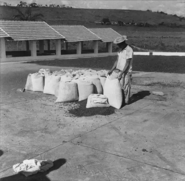 Foto 61: Café em sacos na fazenda Campo Limpo (MG)