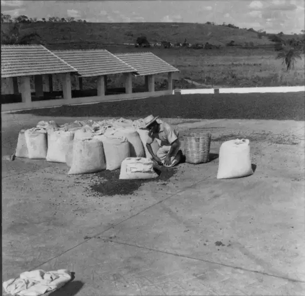 Foto 62: Café em sacos na fazenda Campo Limpo (MG)