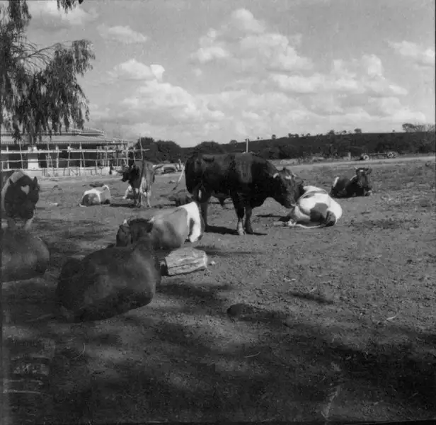 Foto 63: Gado holandês na fazenda Campo Limpo (MG)