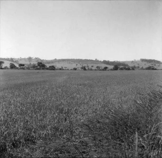 Foto 81: Grande plantação de trigo em Três Corações (MG)