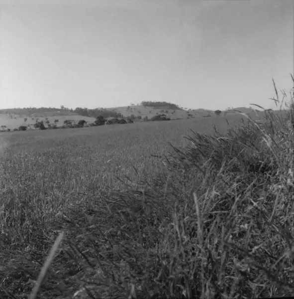 Foto 82: Grande plantação de trigo em Três Corações (MG)