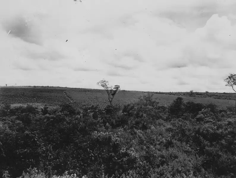 Foto 105: Vista das plantações de café da Fazenda Oscarina (MS)