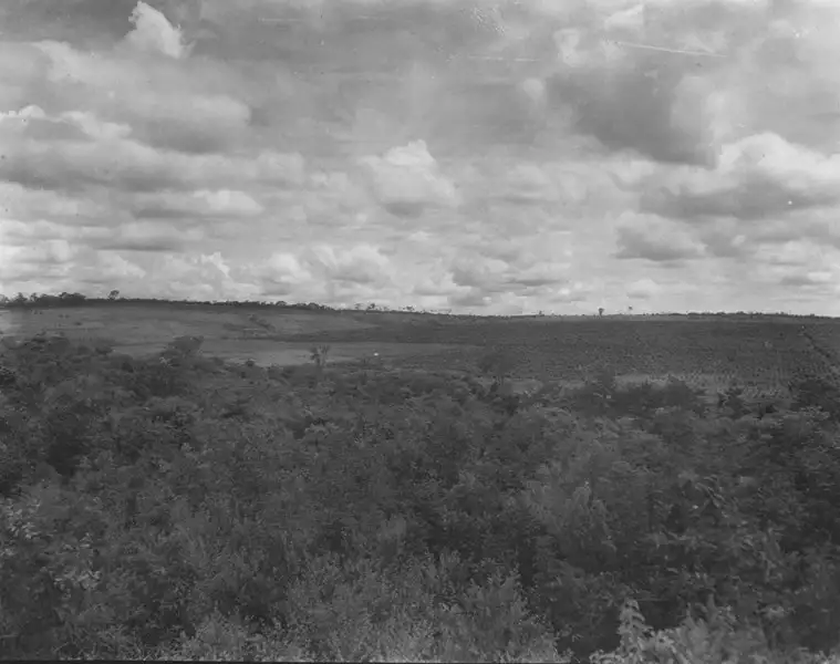 Foto 116: Vista das plantações de café da Fazenda Oscarina (MS)