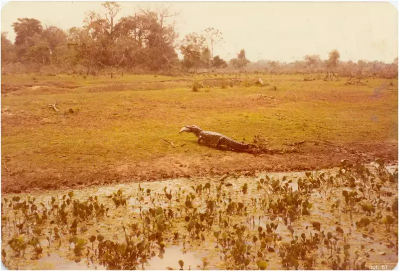 Foto 83: Jacaré do Pantanal : Corumbá, MS