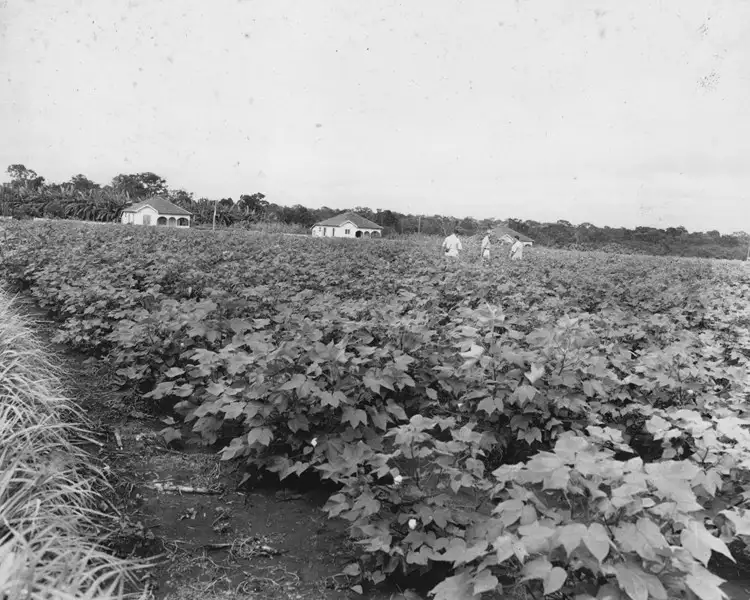 Foto 1: Plantação de algodão na Colônia Federal de Dourado (MT)