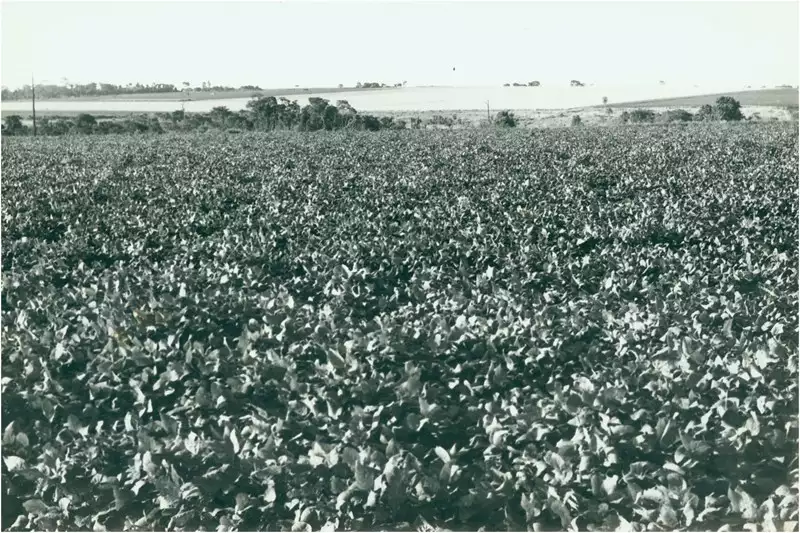 Foto 49: Plantação de soja : plantação de arroz : Dourados (MS)