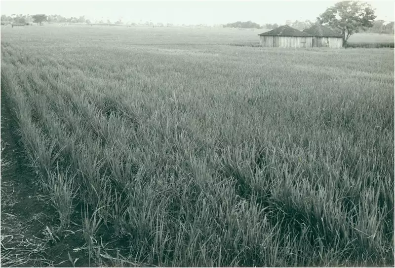 Foto 50: Plantação de arroz : Dourados (MS)