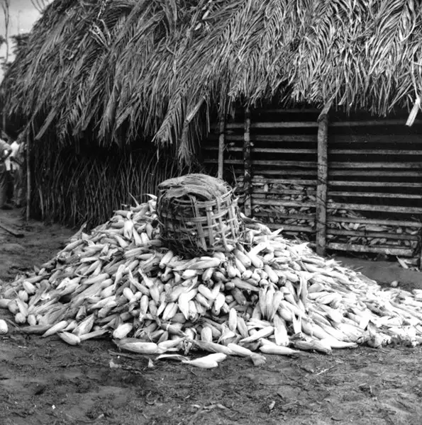 Foto 51: Safra de milho de um meeiro, que trabalha para um posseiro (padre João) na Gleba Bandeirante, da colônia de Porto dos Gaúchos (MT)