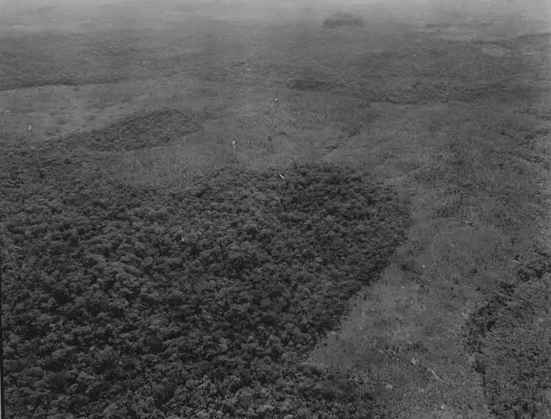 Foto 32: Vista aérea da mata com babaçu entre Rondonópolis e Poxoréu (MT)