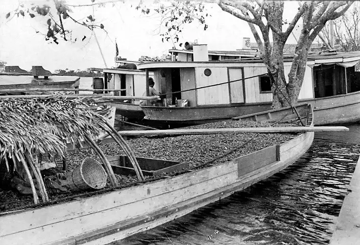 Foto 1: Embarcação carregada de castanhas do Pará , Alenquer (PA)