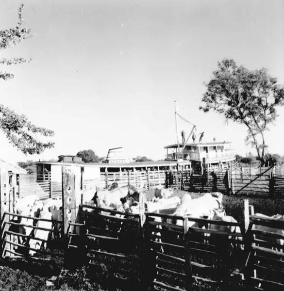 Foto 18: Embarque do gado no paraná Alenquer em Alenquer (PA)