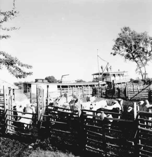 Foto 19: Embarque de gado no Paraná Alenquer em Alenquer (PA)