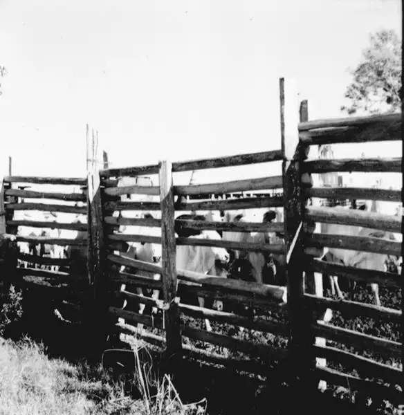 Foto 20: Embarque de gado no Paraná Alenquer em Alenquer (PA)