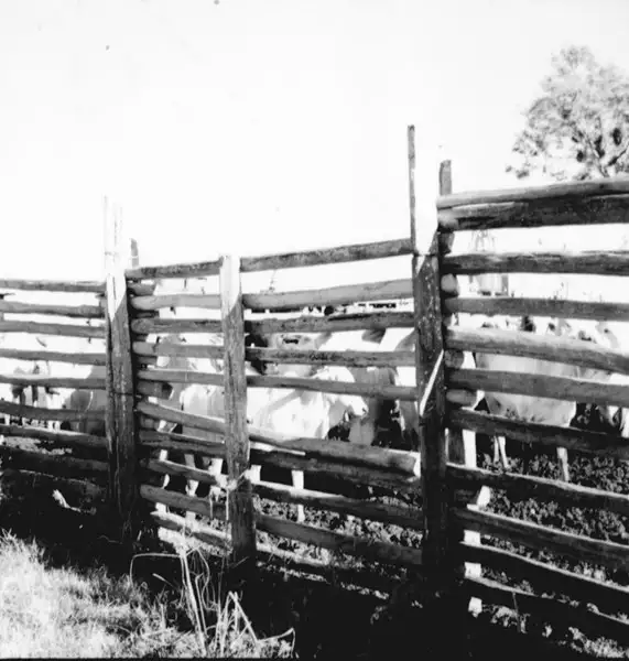 Foto 21: Embarque de gado no paraná Alenquer em Alenquer (PA)