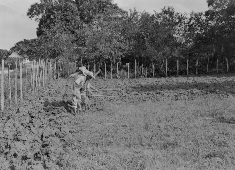 Foto 1: Homens lavrando a terra para plantar capim Imperial para gado leiteiro em Capanema (PA)