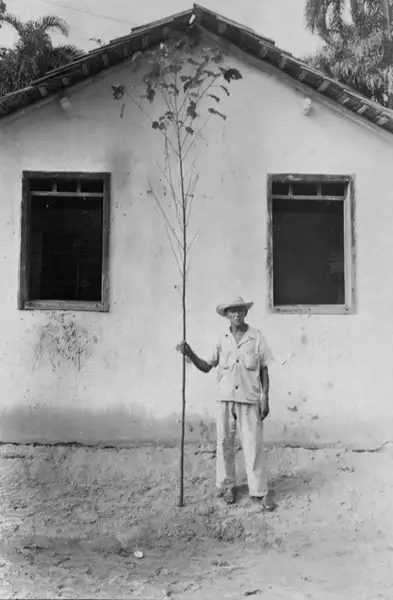 Foto 5: Proprietário de um sítio em Castanhal com uma vara de Malva (PA)