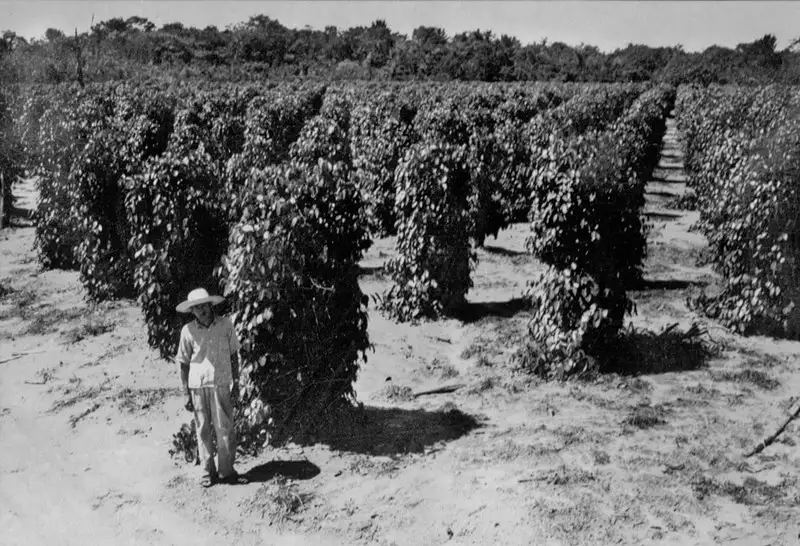 Foto 8: Plantação de pimenta do reino, colono japonês em Castanhal (PA)