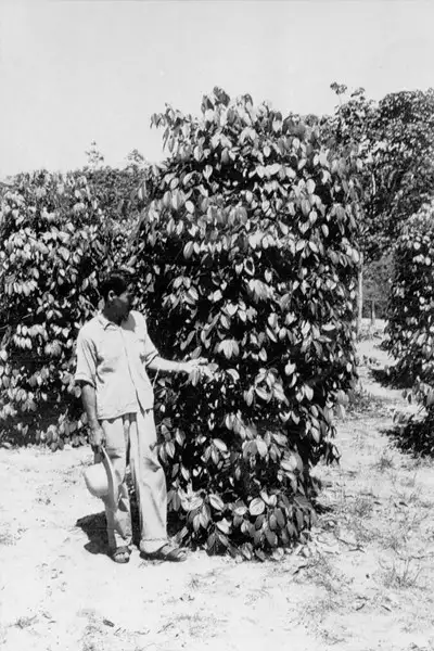 Foto 9: Plantação de pimenta do reino,colono japonês em Castanhal (PA)