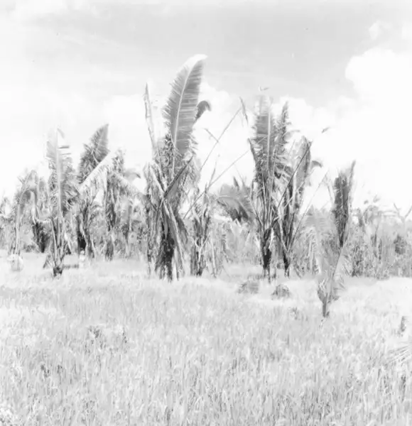Foto 1: Plantação de arroz e babaçu na estrada que liga Santarém a Moju (PA)