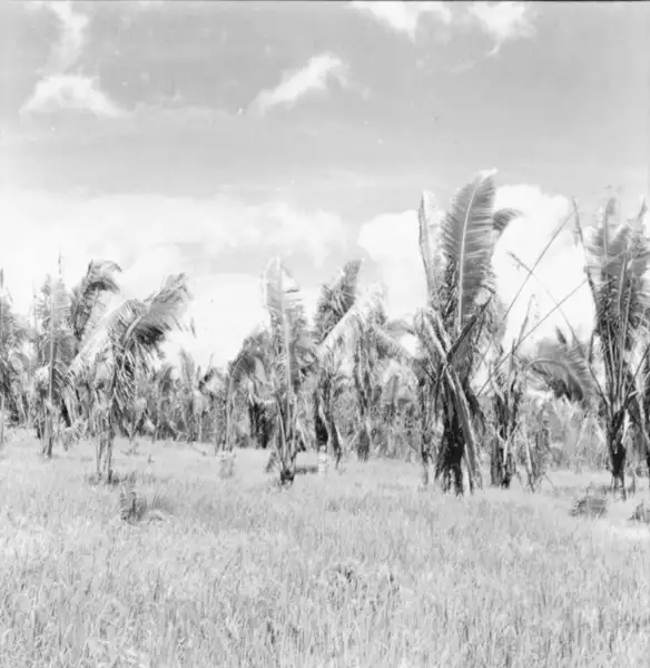 Foto 2: Plantação de arroz e babaçu na estrada que liga Santarém a Moju (PA)