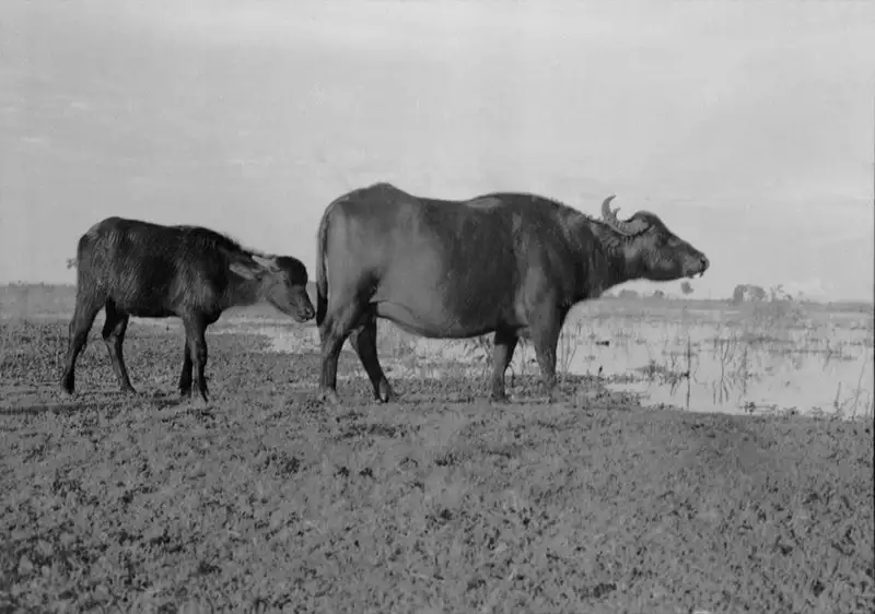 Foto 2: Búfalo com filhote