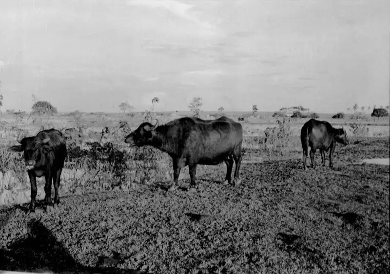 Foto 9: Búfalos em Maicuru (PA)