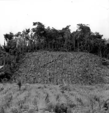 Foto 11: Plantações na Colônia do Indá em Monte Alegre (PA)