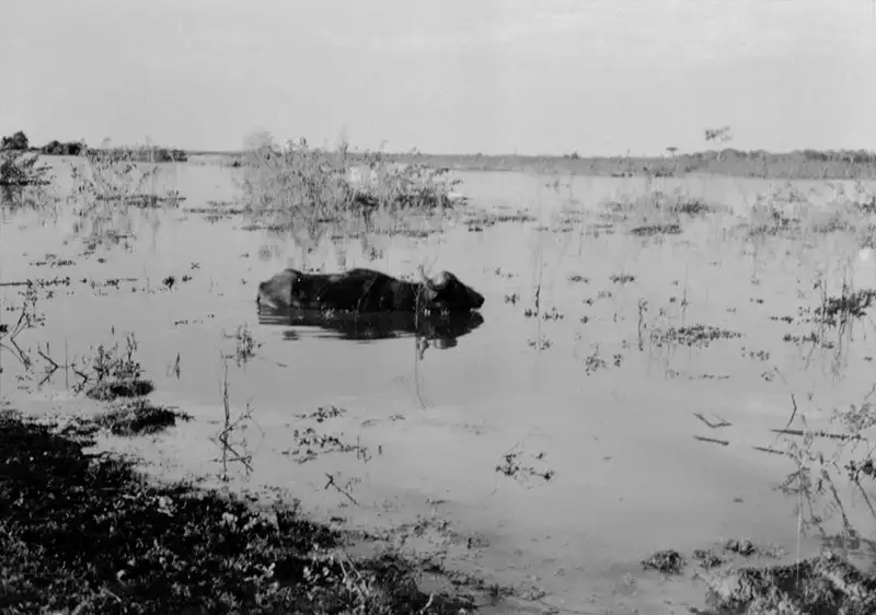 Foto 15: Búfalos nadando em Maicurú (PA)