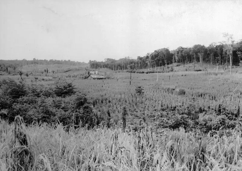 Foto 31: Plantação na colônia japonesa em Monte Alegre (PA)