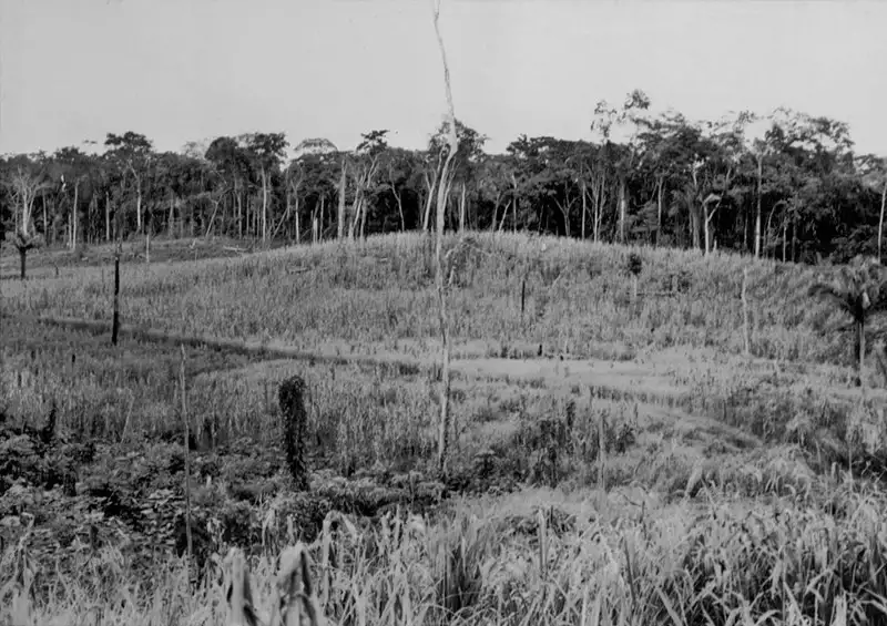Foto 32: Plantações na colônia japonesa em Monte Alegre (PA)