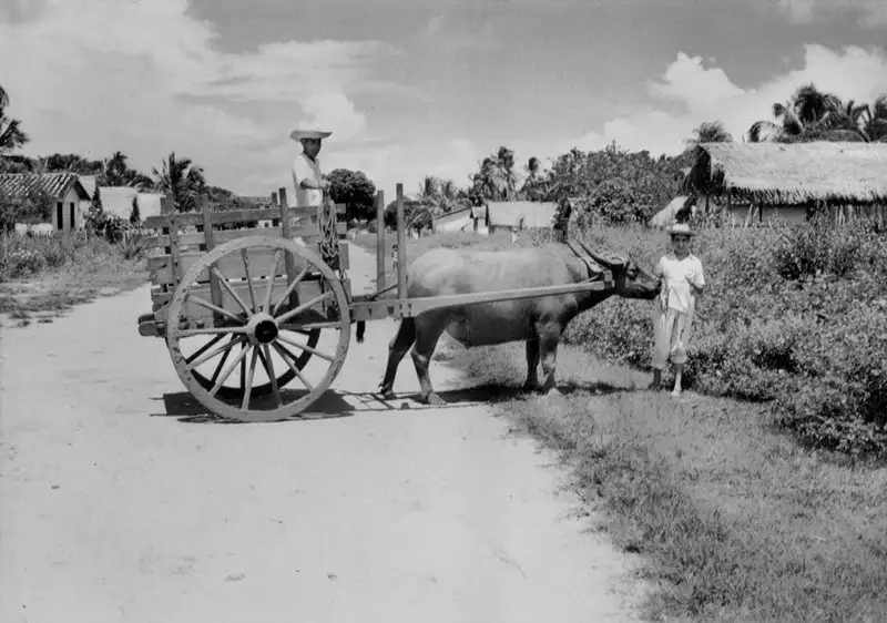 Foto 44: Búfalo puxando carroça em Monte Alegre (PA)