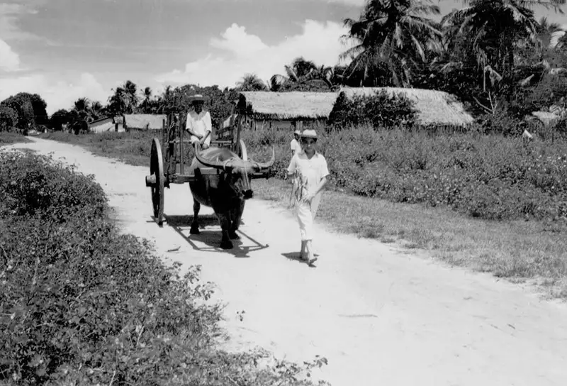Foto 46: Búfalo puxando carroça em Monte Alegre (PA)