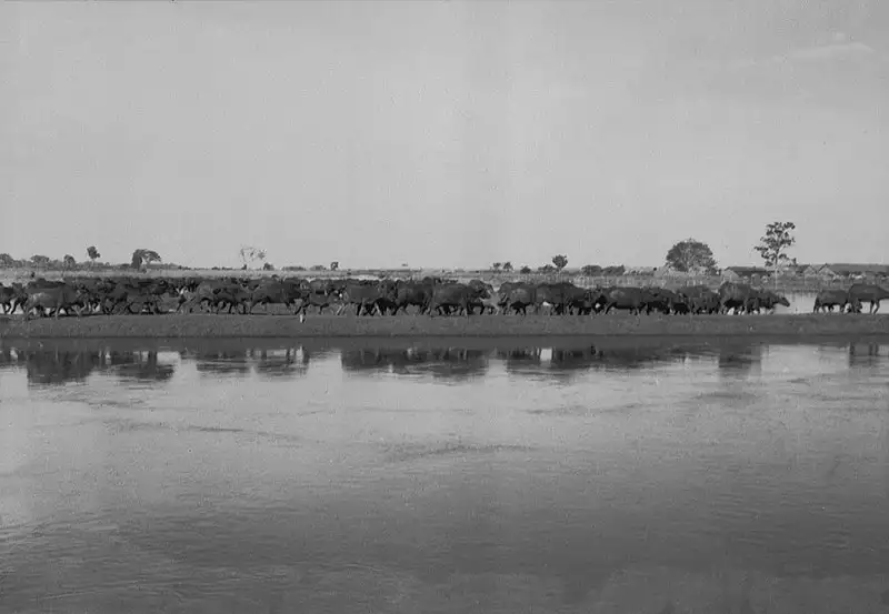 Foto 48: Búfalos à margem do canal Maicurú.