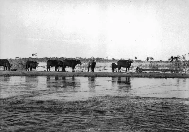 Foto 49: Búfalos à margem do canal Maicurú.