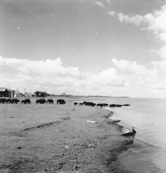 Foto 68: Criação de búfala leiteira em Maicuru (PA)