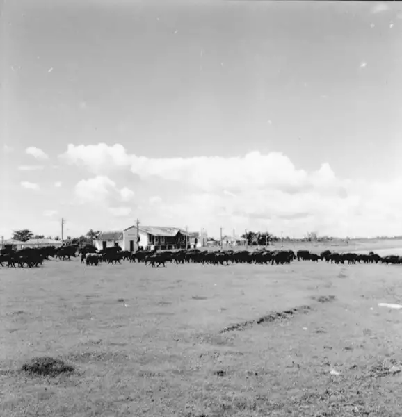 Foto 70: Criação de búfala leiteira em Maicuru (PA)