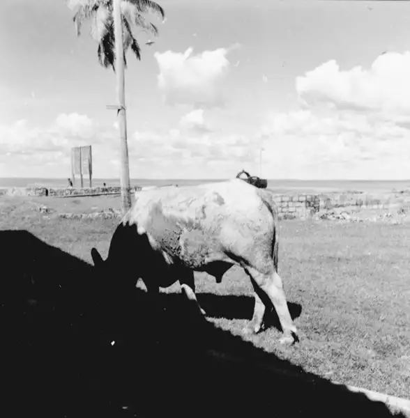 Foto 72: Criação de búfala leiteira em Maicuru (PA)
