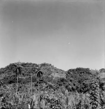 Foto 85: Milharal na encosta, próximo a Monte Alegre (PA)