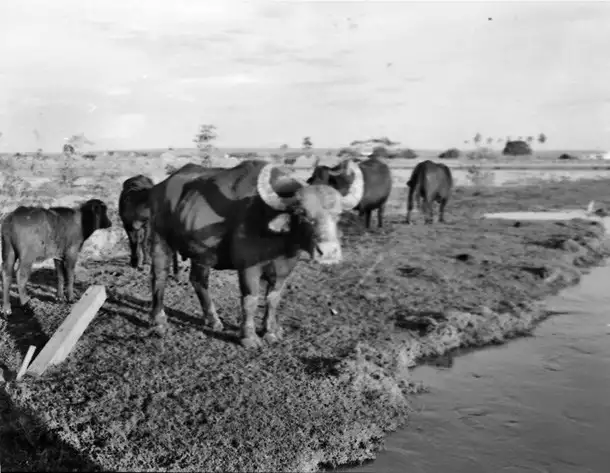 Foto 87: Búfalos em Maicuru (PA)