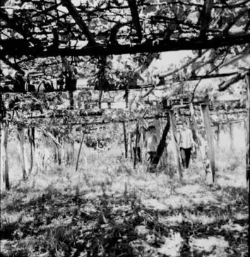 Foto 88: Latada de videiras na colônia japonesa de Monte Alegre (PA)