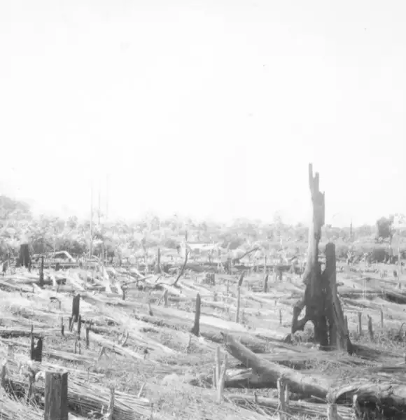 Foto 3: Plantação de malva em Santa Luzia do Pará (PA)